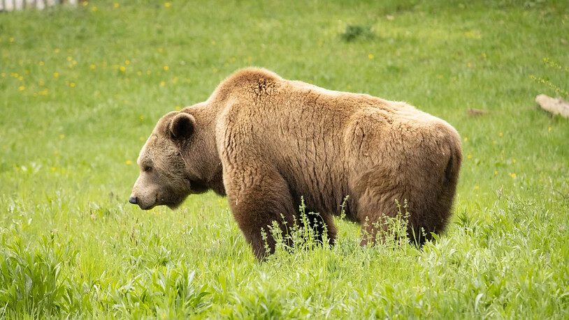 Eine Volksinitiative fordert, dass Bären und andere geschützte Grossraubtiere geschossen werden dürfen, damit sie sich nicht unkontrolliert vermehren. (Themenbild)