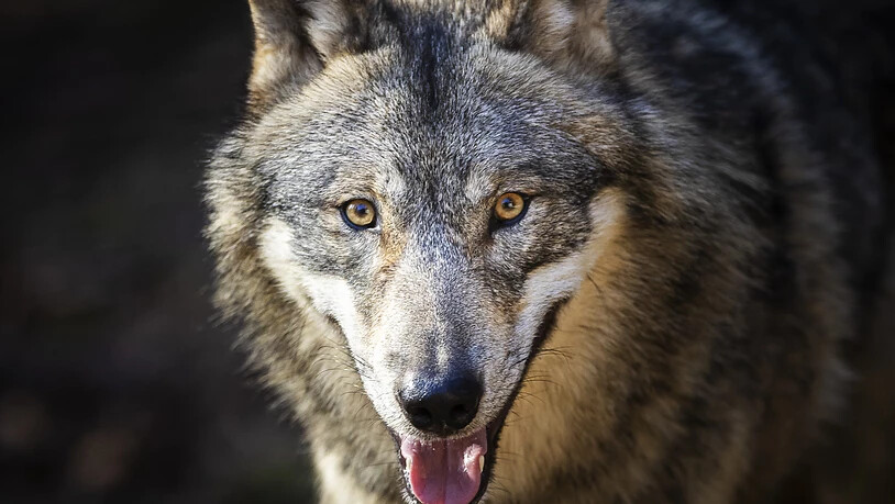 Ein Drittel der Bevölkerung ist dafür, dass es dem Wolf präventiv an den Kragen geht: Exemplar im Wildpark Bruderhaus Winterthur. (Archivbild)