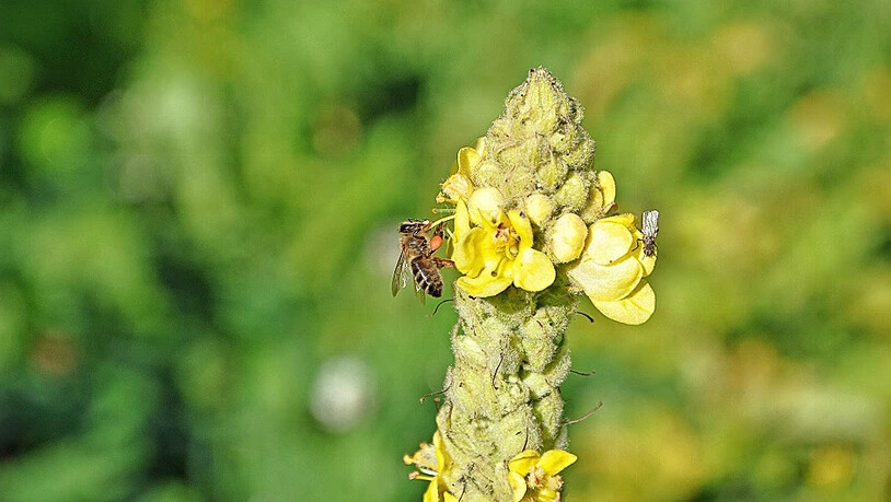 Eine Honigbiene klaubt Pollen von einer Blüte der Königskerze. Diese stattliche Blütenpflanze bietet vielen Insekten Nahrung und Unterschlupf.  