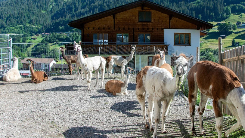 Eine aussergewöhnliche Herde: Auf dem Arvenhof in Serneus leben 50 Lamas.