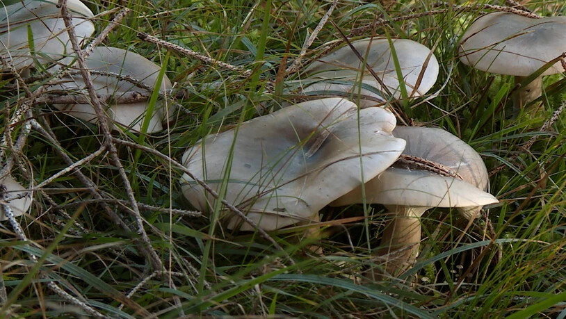 Ein Pilz nach dem anderen: In Graubünden gibt es 400 Pilzarten. Zehn davon können wir essen. Während der Ernte sollte man einiges beachten.