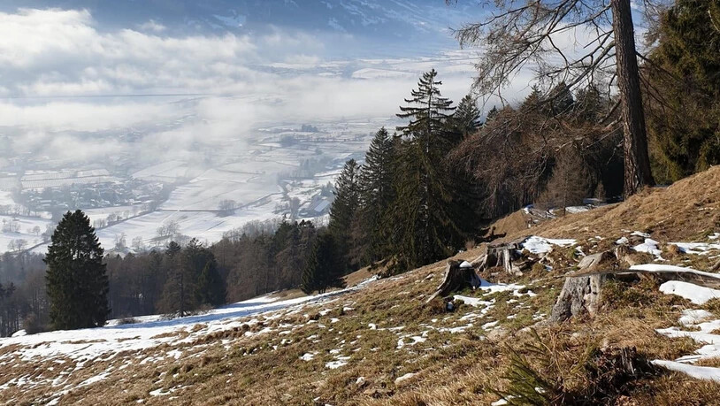 Weiss im Tal, grün in der Höhe: Frühlingshafter war es auf etwa 1000 Meter über Meer am 16. Januar 2022.