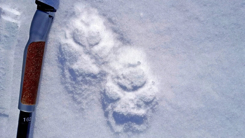 Wolfsspuren im Schnee.