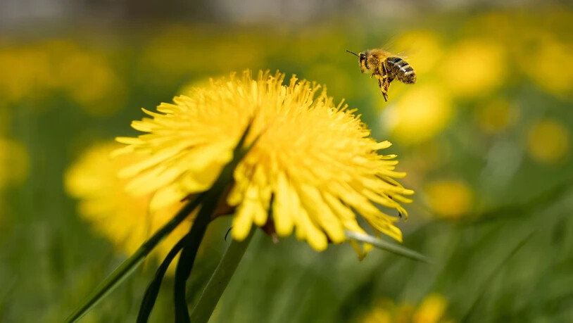 Es  gibt zu Essen! Bienen verarbeiten Nektar und Pollen der Löwenzahnblüten zu Honig. 
