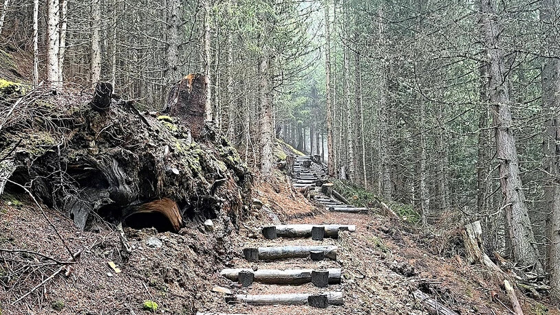 Viele mit Holzstämmen gebaute Treppenstufen führen durch den Wald.