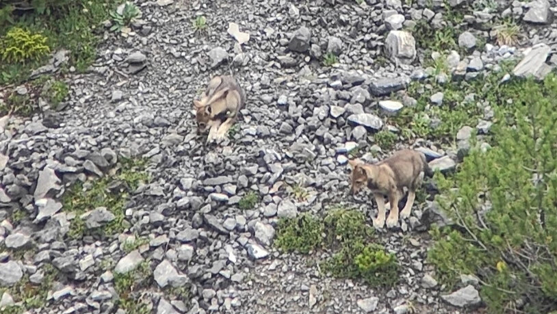 Abschuss verfügt: Das Vorab-Wolfsrudel wird demnächst von der Wildhut dezimiert. Im Bild sind Welpen des Muchettawolfsrudels.