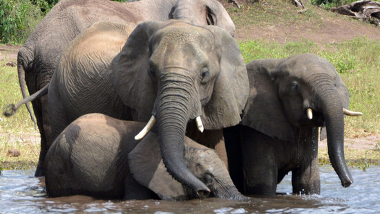ARCHIV - Elefanten trinken Wasser im Chobe-Nationalpark. Der südafrikanische Binnenstaat Botsuana will zur Jagdsaison dieses Jahres Lizenzen für weitere 294 Elefanten-Abschüsse erteilen. Foto: Charmaine Noronha/AP/dpa