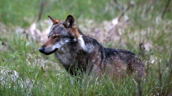 Ein Wolf hat im Oberwallis 28 Nutztiere gerissen. Nun soll das Tier abgeschossen werden. (Symbolbild)