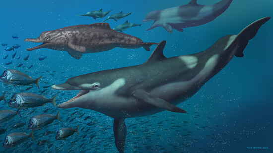 Eine künstlerische Darstellung der Schweizer Unterwasserwelt mit ihren Delfinen und Walen vor rund zwanzig Millionen Jahren.