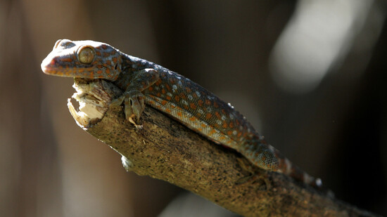 Geckos werden in der Schweiz gern als Heimtiere gehalten: Der Schweizer Tierschutz kritisiert, dass viele Halter von Reptilien zu wenig über die geltenden Tierschutzbestimmungen wissen. (Symbolbild)