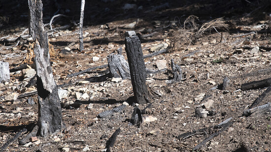 Angesengte Bäume an den Hängen des Monte Gambarogno TI nach einem Waldbrand im Januar 2022. (Archivbild)