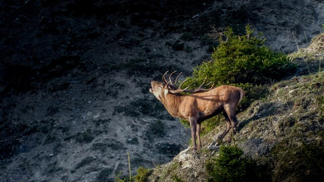 Das schönste Leserbild des Monats September: Wenn der Herbst in Graubünden Einzug hält, beginnt ein einzigartiges Naturschauspiel, die Brunft der Hirsche.