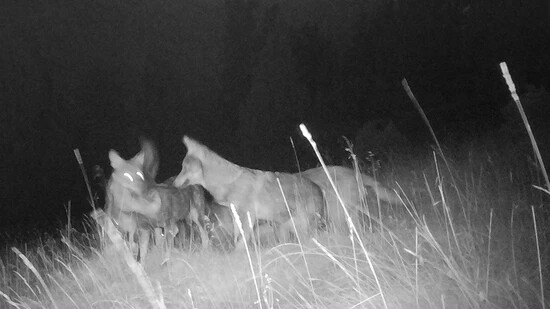 Von der Kamerafalle eingefangen: Jungtiere des neuen Wolfsrudels im Schweizerischen Nationalpark.