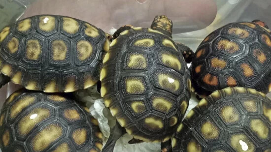 Schildkröten als Schmuggelware: 2019 retteten die Behörden der Philippinen die Reptilien im Bild. (Archivbild)