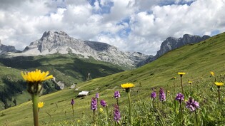Ferkelkraut und Knabenkraut, zwei wunderbare Alpenblumen ob St. Antönien.