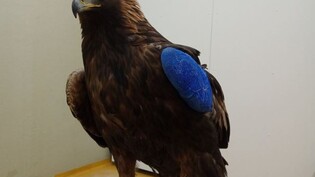 Auch ein im Kanton Uri angeschossener Adler befindet sich in der Obhut des Tierparks.