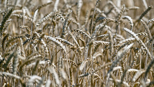 ARCHIV - Weizenähren stehen während der Erntezeit auf einem Feld. Foto: -/Ukrinform/dpa