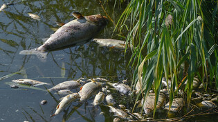 Tote Fische haben sich im deutsch-polnischen Grenzfluss Westoder, nahe dem Abzweig vom Hauptfluss Oder, auf der Wasseroberfläche gesammelt. Foto: Patrick Pleul/dpa