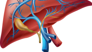 Die Leber ist eines der zentralen Organen des Stoffwechsels.