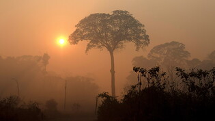 Im brasilianischen Regenwald sind im laufenden Jahr mehr Brände gesichtet worden als im gesamten Vorjahr. (Archivbild)