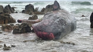A supplied image obtained on Tuesday, September 20, 2022, of some of More than a dozen dead sperm whales have washed ashore on King Island, north of Tasmania. (AAP Image/Supplied by Department of Natural Resources and Environment Tasmania) NO ARCHIVING,…