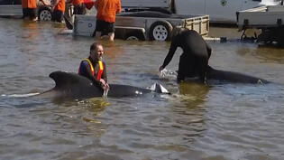 Trotz der unermüdlichen Hilfe freiwilliger Helfer sind die meisten an der tasmanischen Küste gestrandeten Wale gestorben.