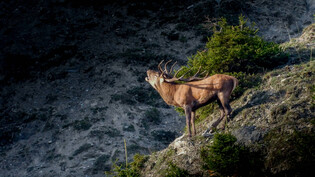 Wenn der Herbst in Graubünden Einzug hält, beginnt ein einzigartiges Naturschauspiel, die Brunft der Hirsche.