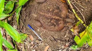 A supplied image obtained on Friday, January 20, 2023, of "Toadzilla" found in Conway National Park in the Whitsunday region, North Queensland. (AAP Image/Supplied by Department of Environment and Science) NO ARCHIVING, EDITORIAL USE ONLY