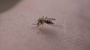 Immerhin sind Mückenstiche selten schmerzhaft. Nervig sind sie aber allemal.