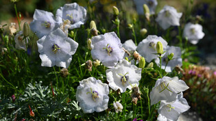 Das Bild zeigt die Varietät Campanula carpatica var. turbinata, welche mit grossen Schalenblüten etwas kompakter wächst als die Stammart. Hier mit weissen Blüten im Morgentau.