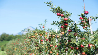 Genuss pur: Im September kommen wieder frische Äpfel auf den Tisch.
