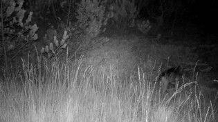 Kaum erkennbar: Rechts im Bild, versteckt hinter hohem Gras, ein Welpe aus dem Moesola-Wolfsrudel. Er wurde im vergangenen Jahr geboren. 