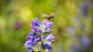 Summen: Bienen schlagen 250 Mal in einer Sekunde mit ihren Flügeln, dessen Luftschwingungen für das menschliche Ohr als Summen wahrgenommen werden.
