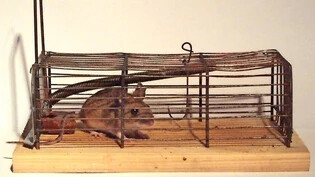 Was für ein Mauseleben: Für die Arrestierung und/oder Exekution von Mäusen will der Kanton nicht zuständig sein.