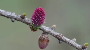 Die weibliche Blüte der Lärche ist leuchtend pink, rosa, manchmal sogar dunkelrot gefärbt. Vor dem immer grüner werdenden Hintergrund sind sie kaum zu übersehen.