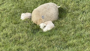Eine Schafsmutter mit ihren vor Kurzem geborenen Lämmern.