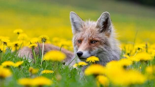 Siegerbild: Dieses Bild eines Fuchs ist das Leserbild des Monats Mai.