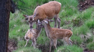Siegerbild: Dieses Bild der Hirschkalbfamilie ist das Leserbild des Monats Juni.