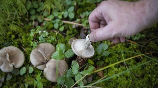 Trotz der gegenwärtigen Hitzewelle in der Schweiz wird eine gute Pilzsammler-Saison erwartet. (Archivbild)