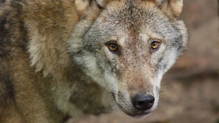 Erste Angriffe auf Nutztiere durch den Wolf seit der Rückkehr des Raubtiers im Kanton Neuenburg. Hier ein Wolf in einem Gehege im Wildpark. (Archivbild)