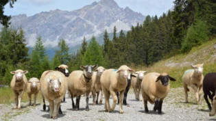 Ein Fest für alle: Bereits zum 20. Mal findet die Schafschur in Savognin statt.