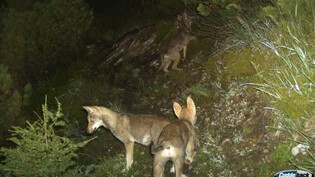 Jungwölfe tappen in Graubünden eine Fotofalle. Die Wildhut hat bisher 46 Welpen nachgewiesen, die dieses Jahr im Bündnerland zur Welt gekommen sind. (Archivbild)