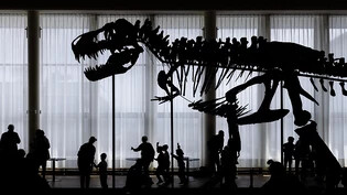 Von der Zürcher Tonhalle ins Sauriermuseum Aathal: Das Dinosaurier-Skelett "Trinity" wird ab Ende Januar in Aathal ausgestellt. (Archivbild)