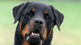 Ein Hund der Rasse Rottweiler. (Archivbild)