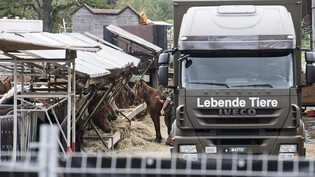 Das Militär transportierte am 8. August 2017 die Pferde vom Landwirtschaftsbetrieb in Hefenhofen TG ab. (Archivbild)