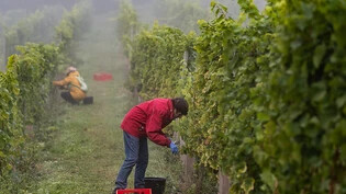 Im vergangenen Jahr wurden in der Schweiz 101 Millionen Liter Wein produziert. (Archivbild)