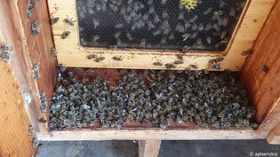 Tote Bienen nach einer Spinosad-Vergiftung.