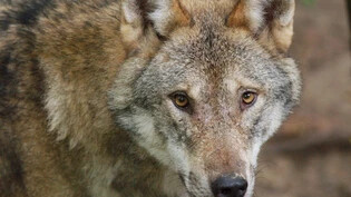 Die Umweltverbände Birdlife, Gruppe Wolf Schweiz, Pro Natura und der WWF kritisieren die revidierte Jagdverordnung, die sich aktuell in der Vernehmlassung befindet. (Archivbild)
