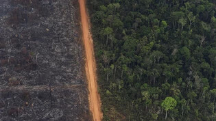 Durch neue Kriterien bei der Vergabe der Weltbank-Kredite soll es sich für Staaten mehr lohnen, in Projekte zu investieren, die nicht allein zu ihrem eigenen Nutzen sind – etwa in den Schutz von Regenwäldern. (Symbolbild)