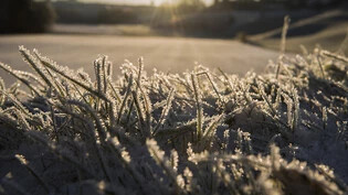 Die aktuelle Wetterlage hat das Risiko für Schäden durch Spätfrost erhöht. (Archivbild)